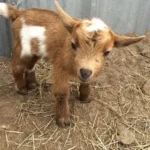 south-padre-island-petting-barn1