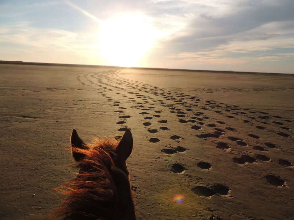 First-person view from horseback on the beach at sunset on South Padre Island