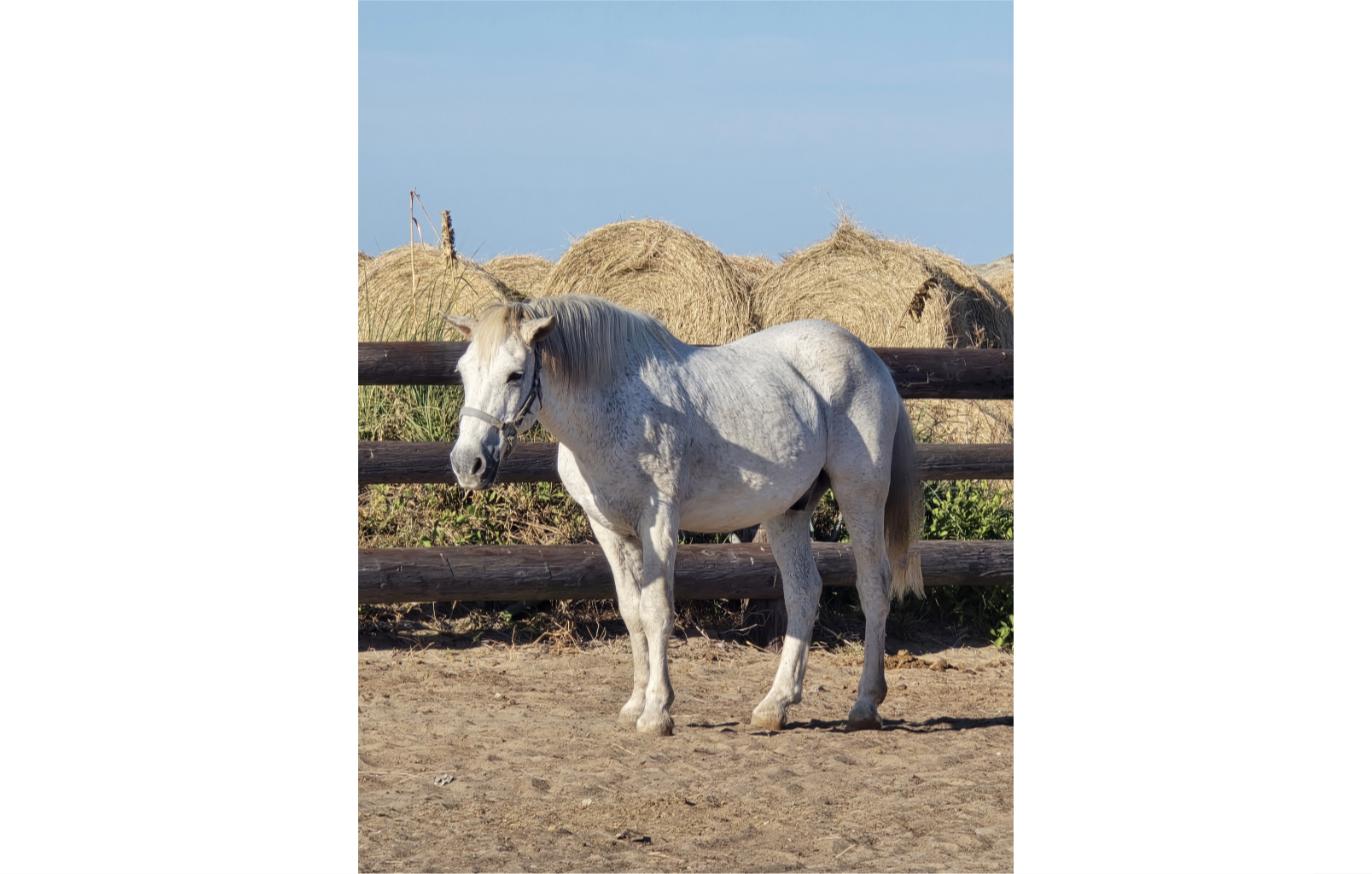 A rescued white horse standing by hay bales at the South Padre Island Petting Barn