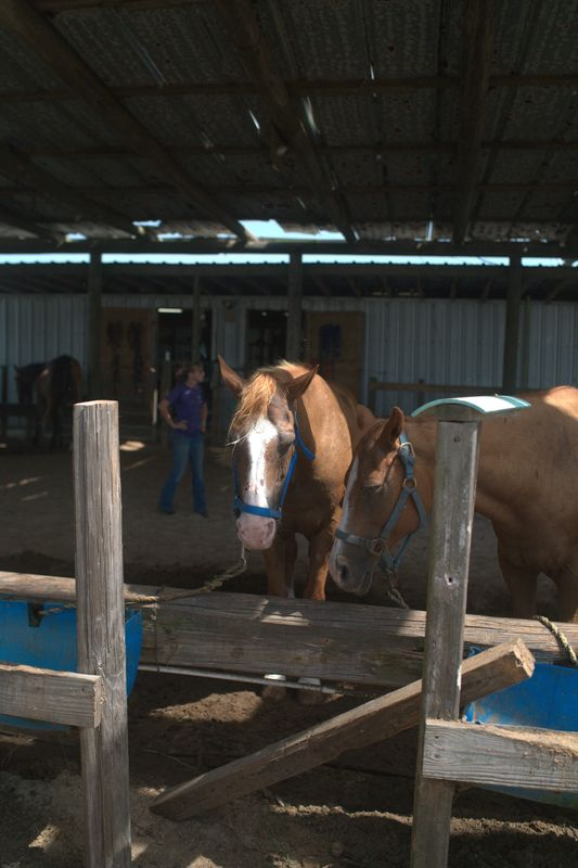 Moonlight Horseback Rides on South Padre Island: Dates and What to Expect